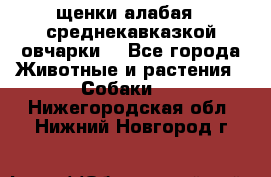 щенки алабая ( среднекавказкой овчарки) - Все города Животные и растения » Собаки   . Нижегородская обл.,Нижний Новгород г.